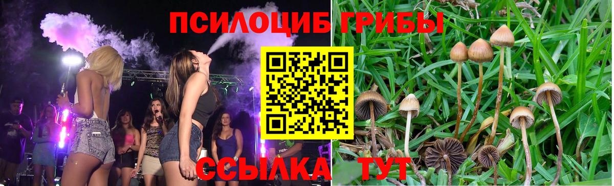 Псилоцибиновые грибы Psilocybe Дубна